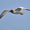 Swallow-tailed Gull